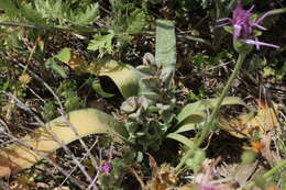 Image of Bellevalia desertorum Eig & Feinbrun