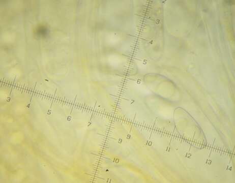 Image of Octospora gemmicola Benkert 1998