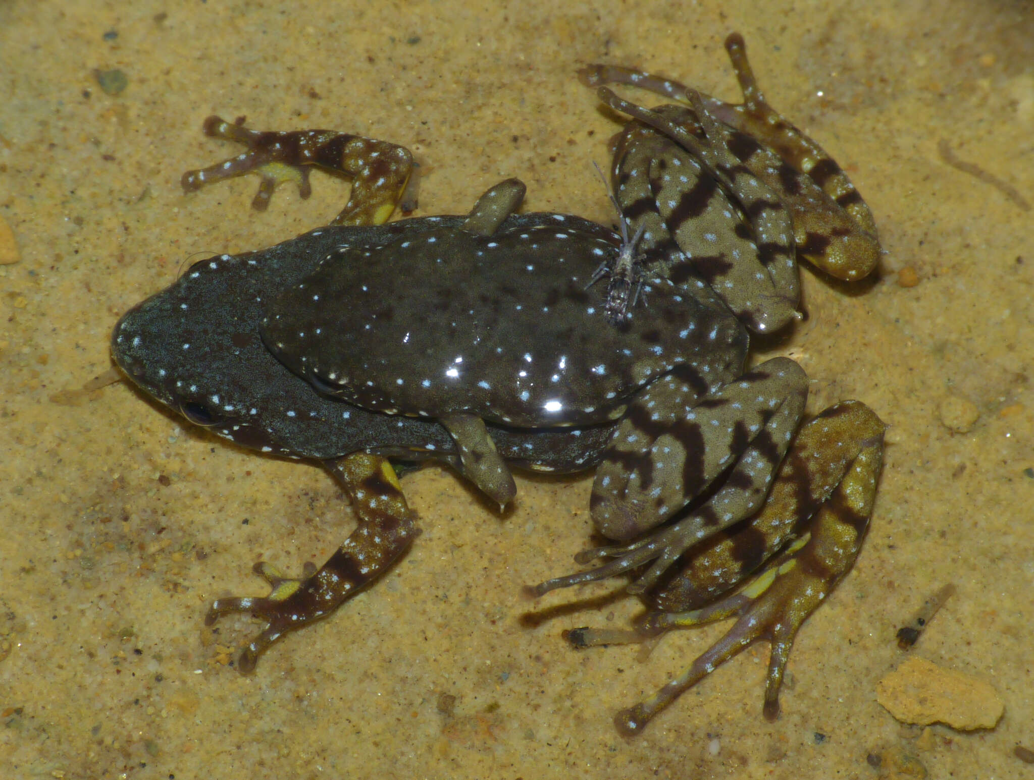 Image de Chaperininae Peloso, Frost, Richards, Rodrigues, Donnellan, Matsui, Raxworthy, Biju & Lemmon et al. 2016