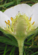 Image of Garden strawberry