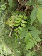 Polystichum formosanum Rosenst. resmi