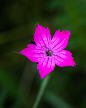 Image of carthusian pink