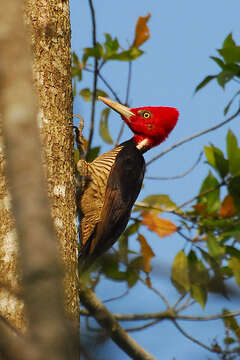 Image of Pale-billed Woodpecker