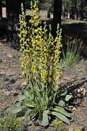 Image de Verbascum dentifolium Del.