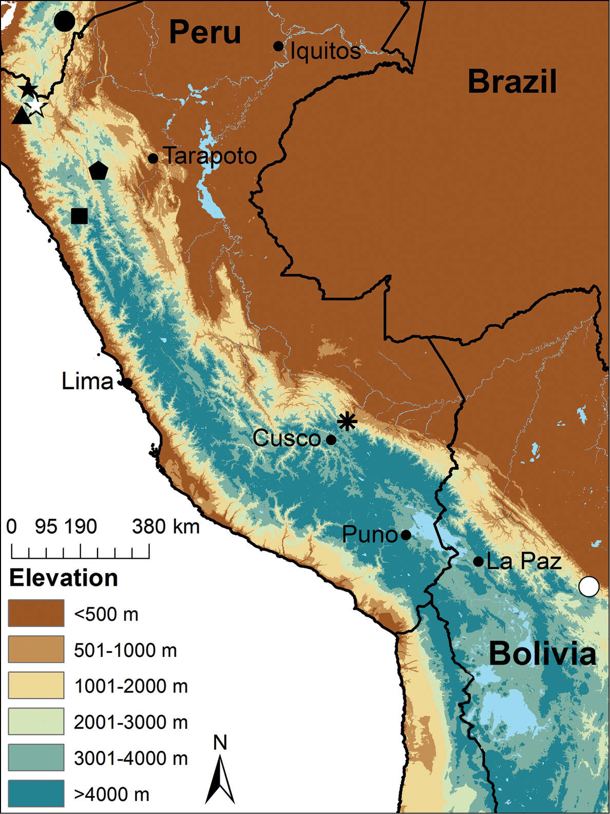 Image of Pristimantis olivaceus (Köhler, Morales, Lötters, Reichle & Aparicio 1998)