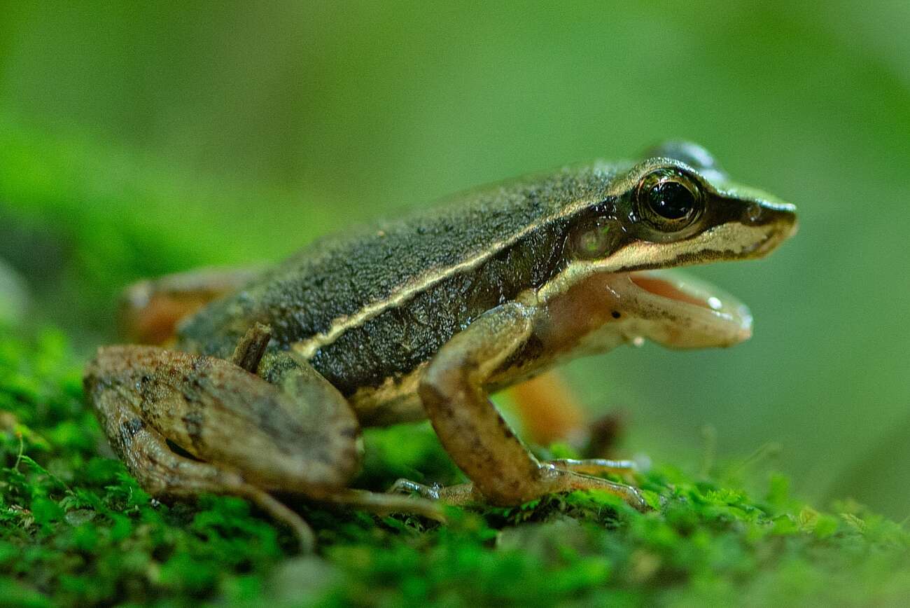 Image of Hylodes caete Malagoli, de Sá, Canedo & Haddad 2017