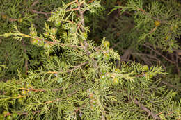 Image of Juniperus phoenicea subsp. turbinata (Guss.) Nyman