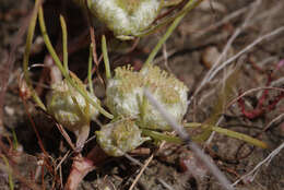 Image of Myriocephalus rhizocephalus (DC.) Benth.