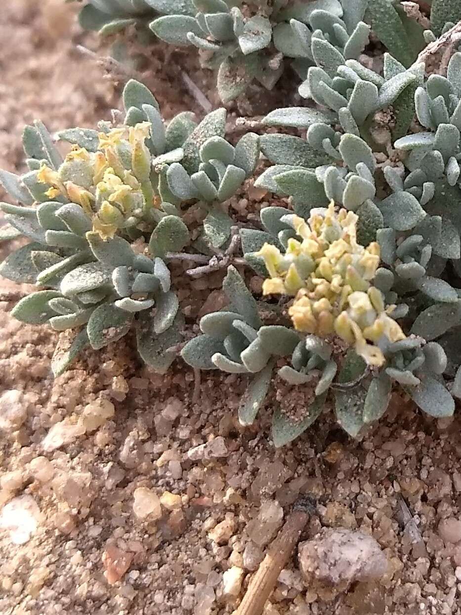 Image of Arizona bladderpod