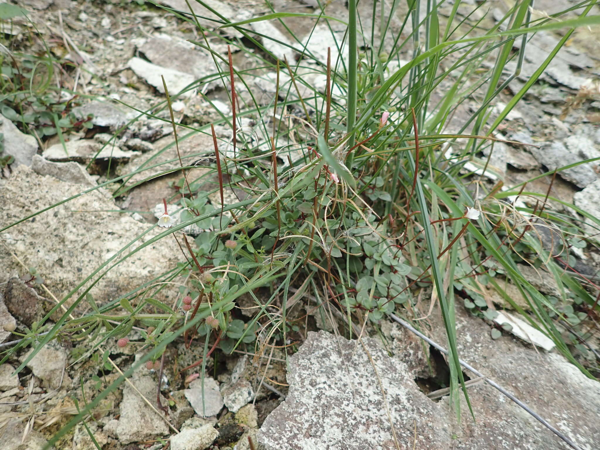 Imagem de Epilobium gracilipes T. Kirk