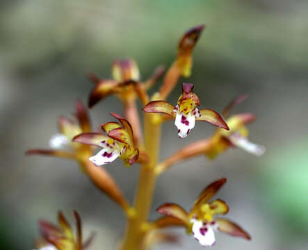 Image of Spotted coralroot