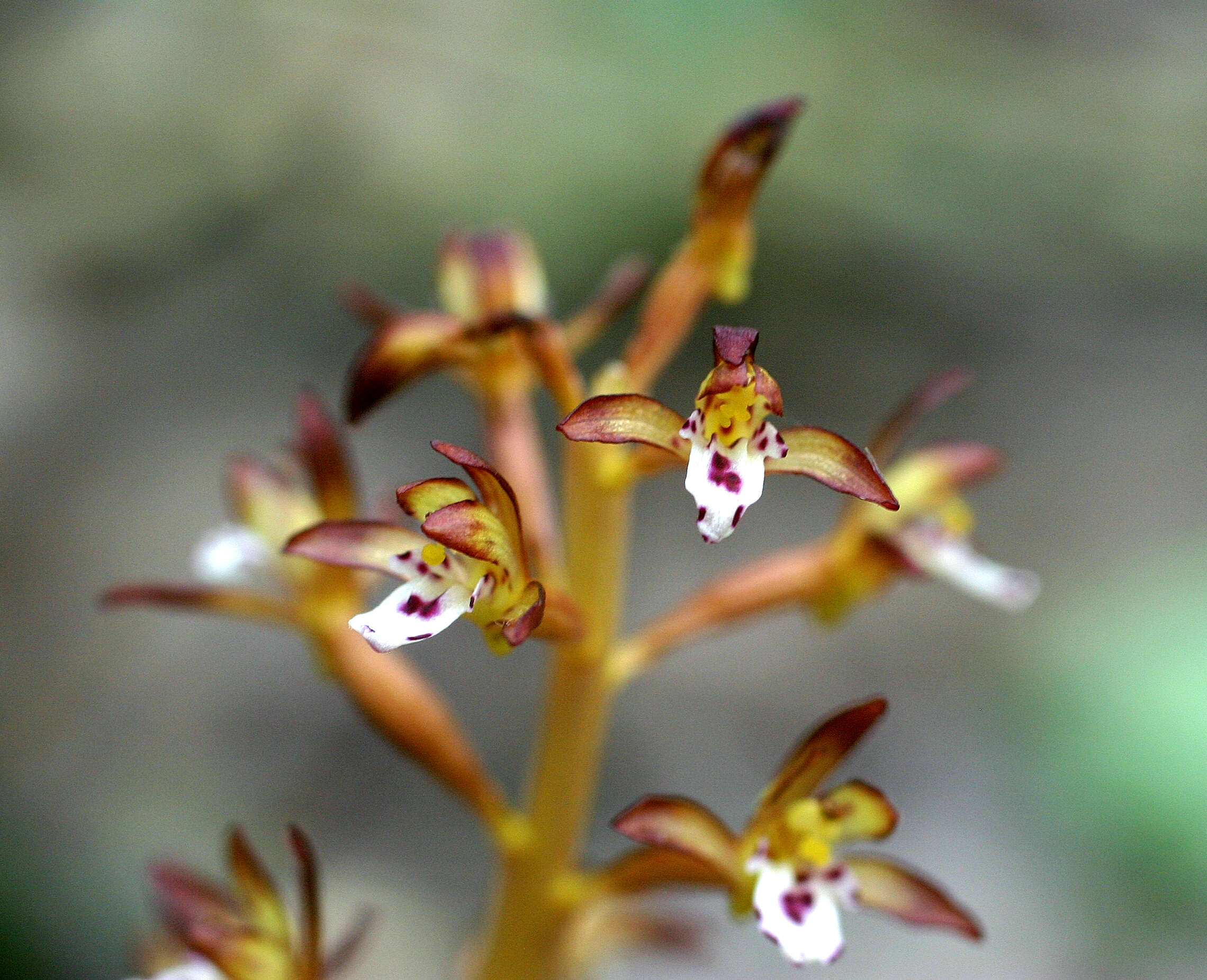 Image of Spotted coralroot