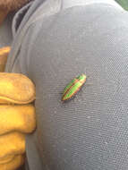 Image of Golden Buprestid