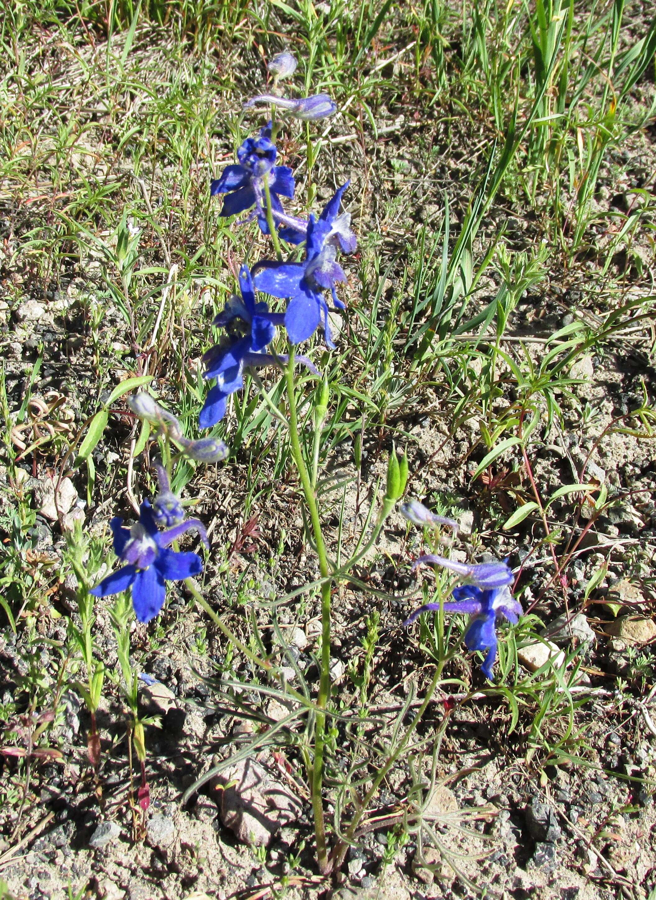 Image of twolobe larkspur