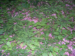 Image of Northern maidenhair fern