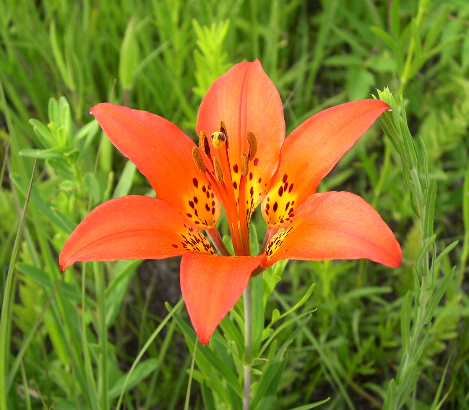 Lilium philadelphicum L. resmi