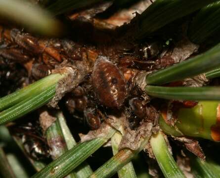 Image of Giant Conifer Aphids