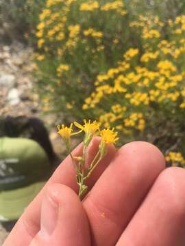 Ericameria cooperi (A. Gray) Hall resmi