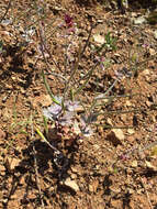 Image of Mt. Diablo jewelflower