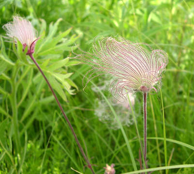 Image of old man's whiskers