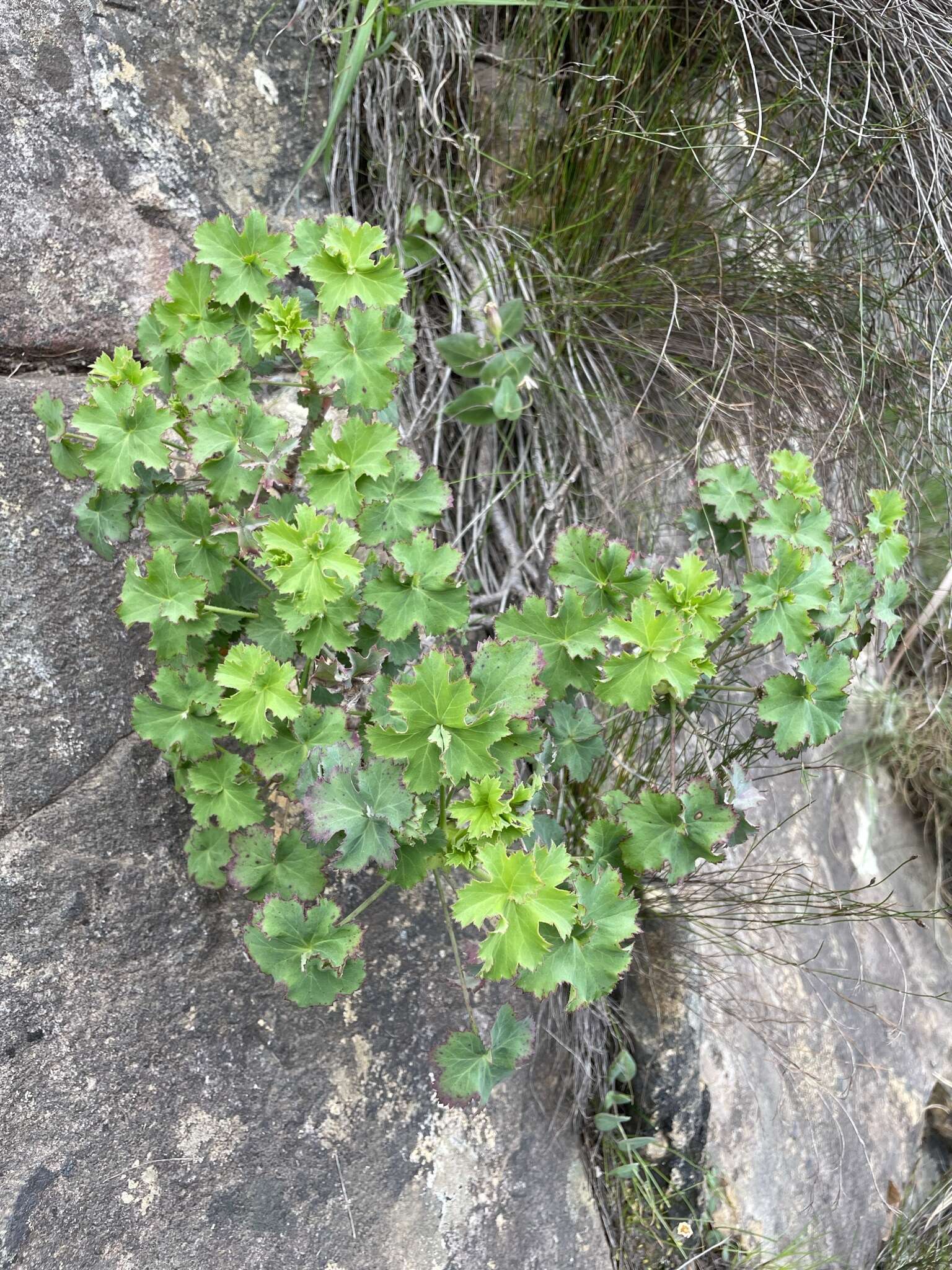 Image of Pelargonium sublignosum Knuth