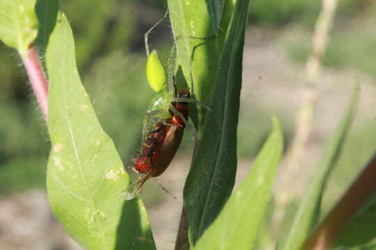 Cyclocephala melanocephala (Fabricius 1775)的圖片