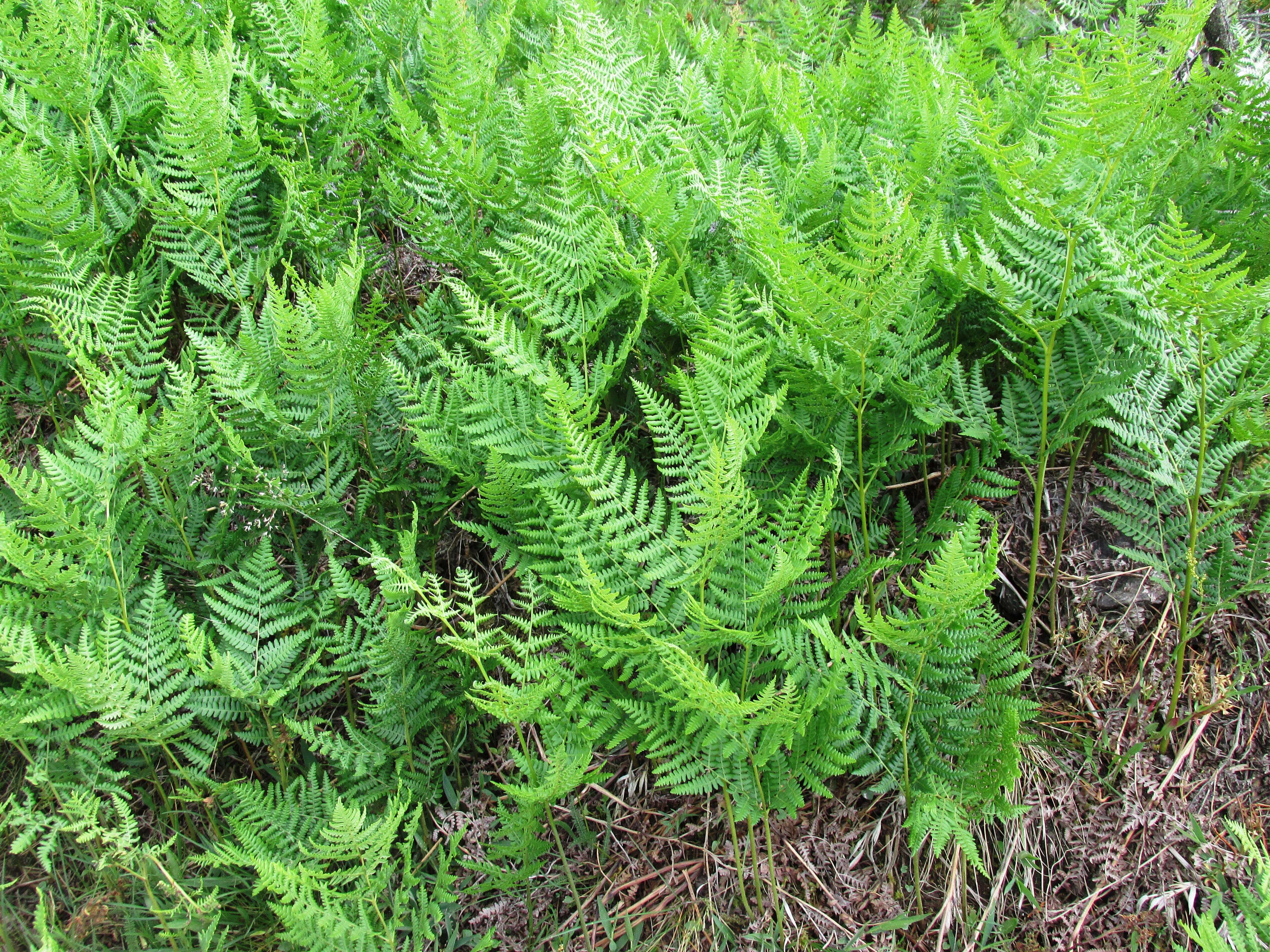 Image of Bracken