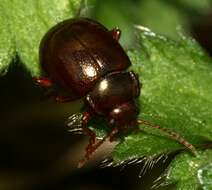 Image of Brown mint leaf beetle