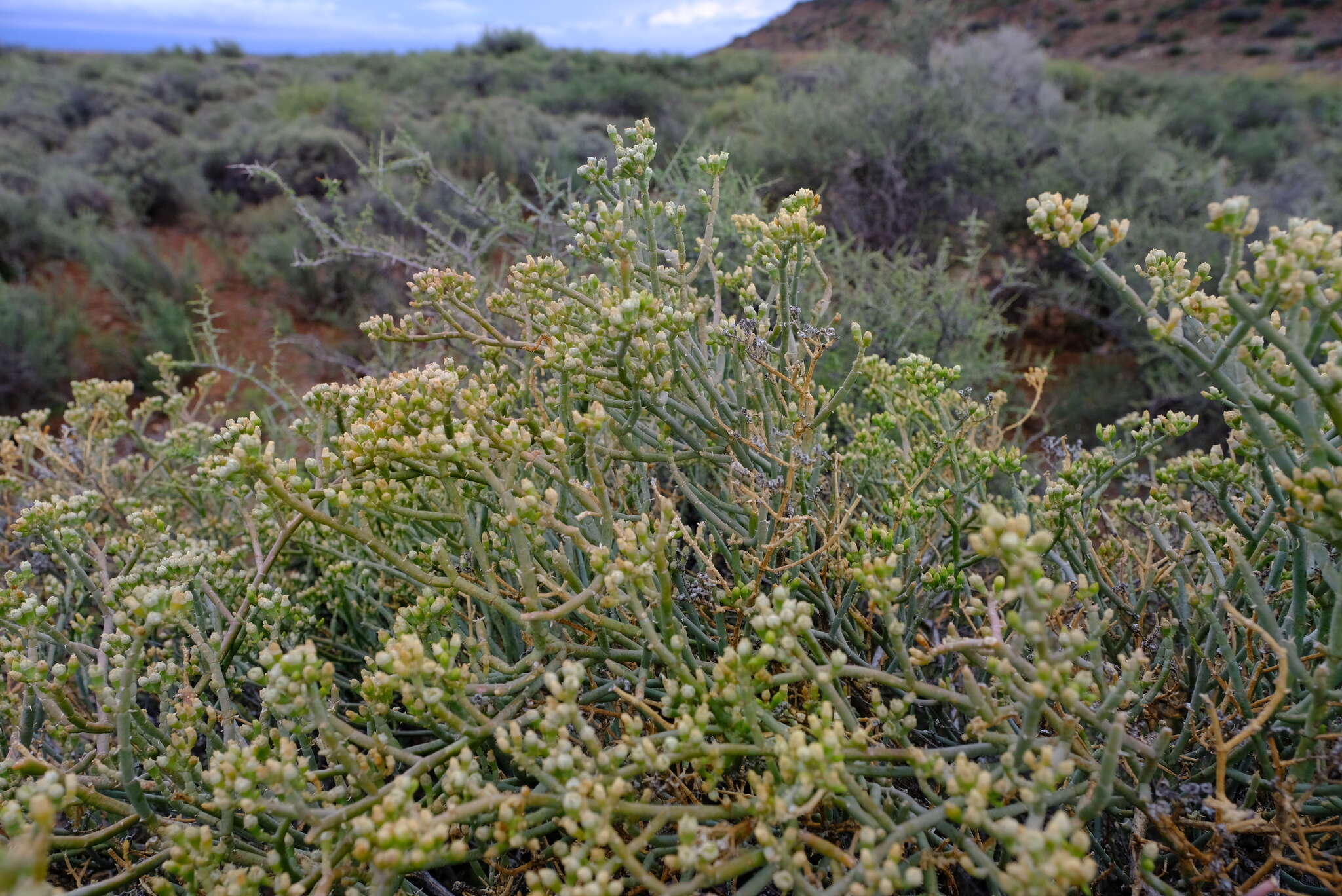 Image of Mesembryanthemum coriarium Burch. ex N. E. Br.