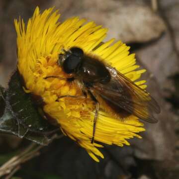 Image of <i>Cheilosia grossa</i>