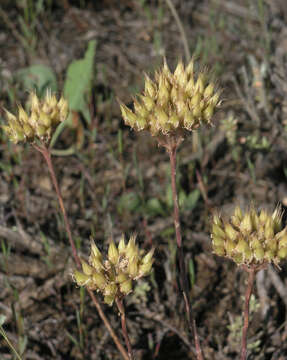 Image of Pseudosedum lievenii (Ledeb.) Berger