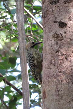 Image of Cuban Flicker