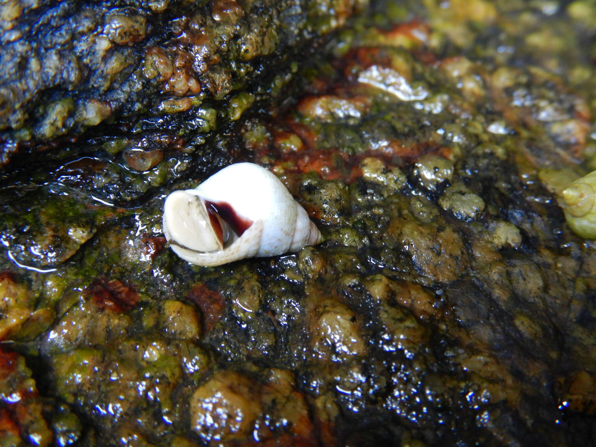Image of Littoraria flava (P. P. King 1832)