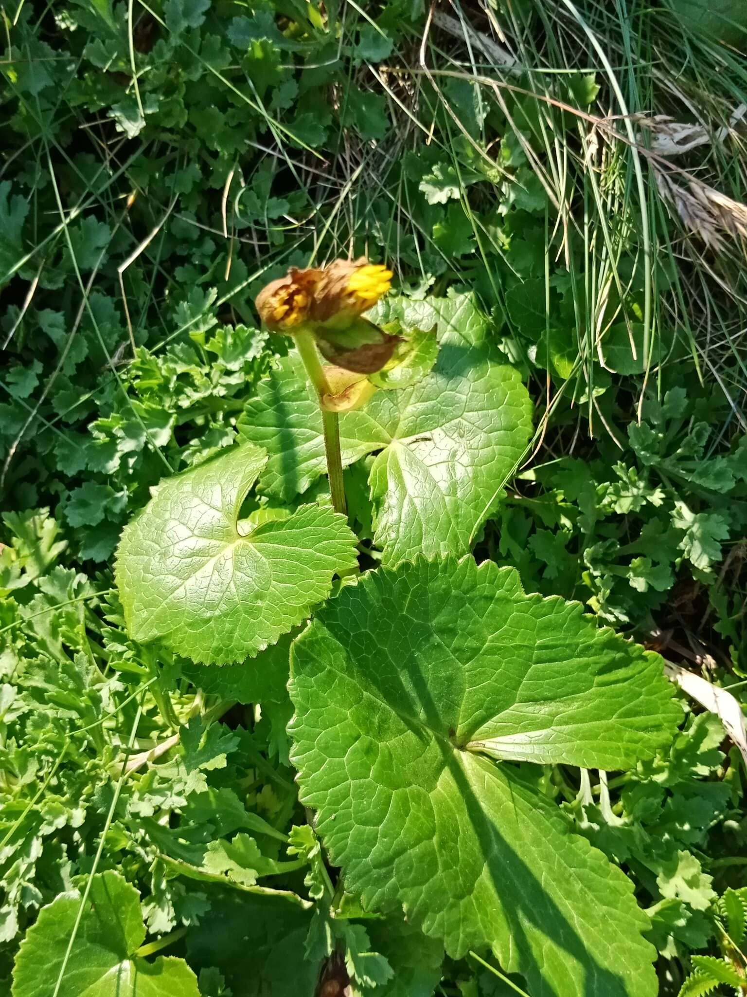 Plancia ëd Ligularia hodgsonii Hook.