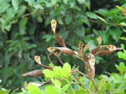 Image of <i>Cenostigma bracteosum</i>