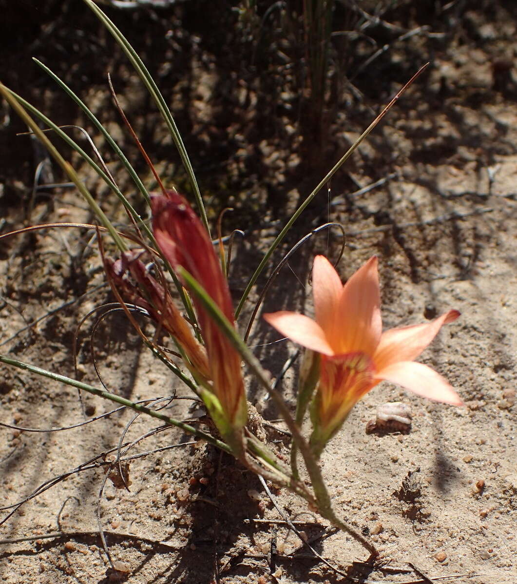 Image of Romulea setifolia var. setifolia