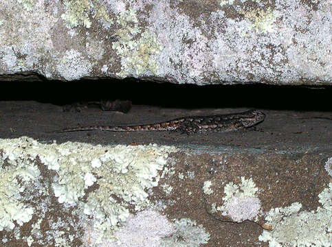 Image of Eastern Fence Lizard