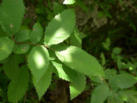 Image of winged elm