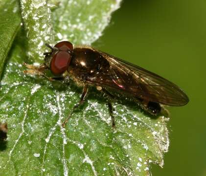 Image of Platycheirus scutatus (Meigen 1822)