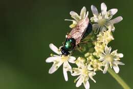 Image of Soldier fly