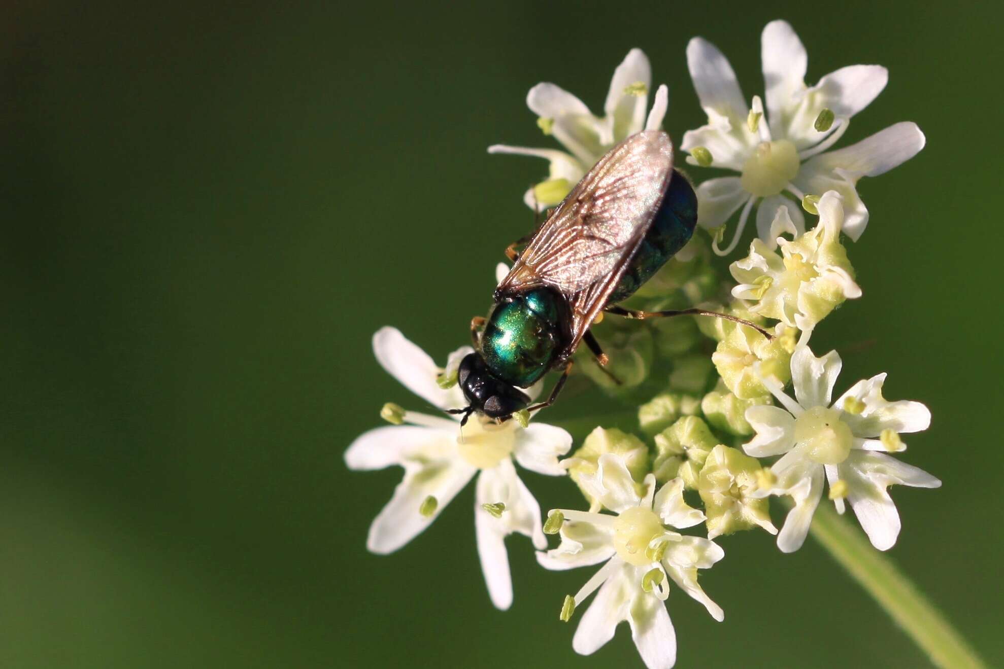 Imagem de Chloromyia formosa (Scopoli 1763)