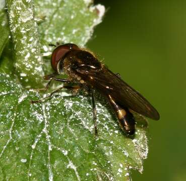 Image of Platycheirus scutatus (Meigen 1822)