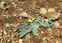 Image of cascade desertparsley