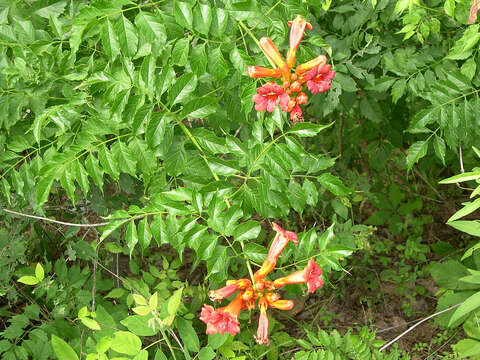 Image of trumpet creeper