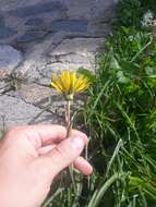 Image of Tragopogon orientalis L.