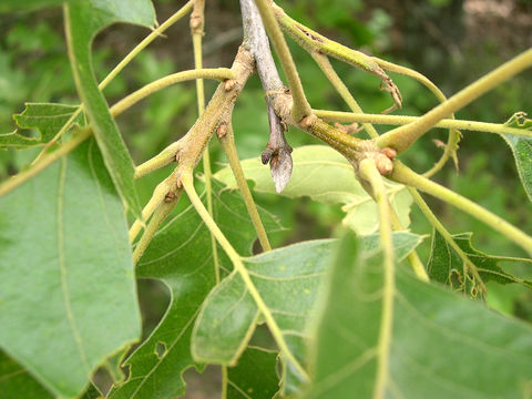 Image of Black Oak