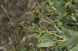 Image of Haplophyllum latifolium Kar. & Kir.