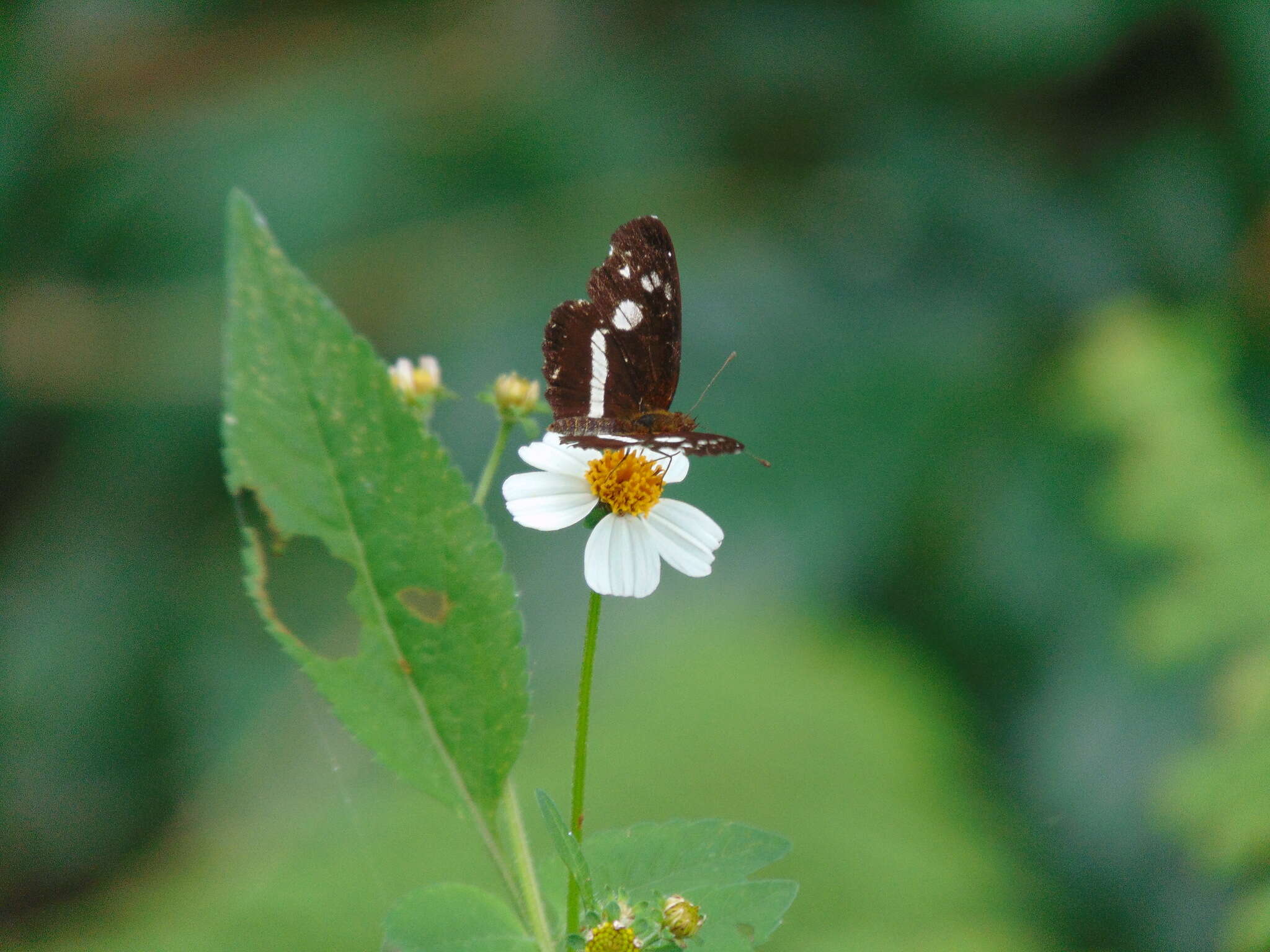 Image of Castilia myia Hewitson 1864