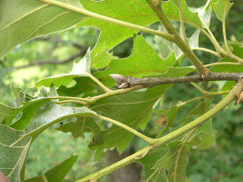 Image of Black Oak