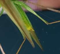 Image of Agile Meadow Katydid